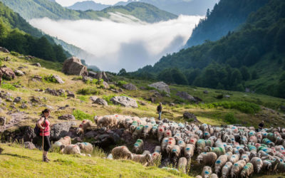 Les nouvelles bergères des Pyrénées – National Geographic