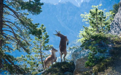 Le bouquetin de retour dans les Pyrénées