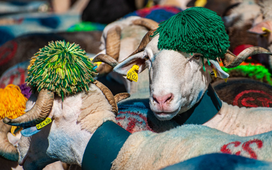 Transhumance en vallée d’Aure