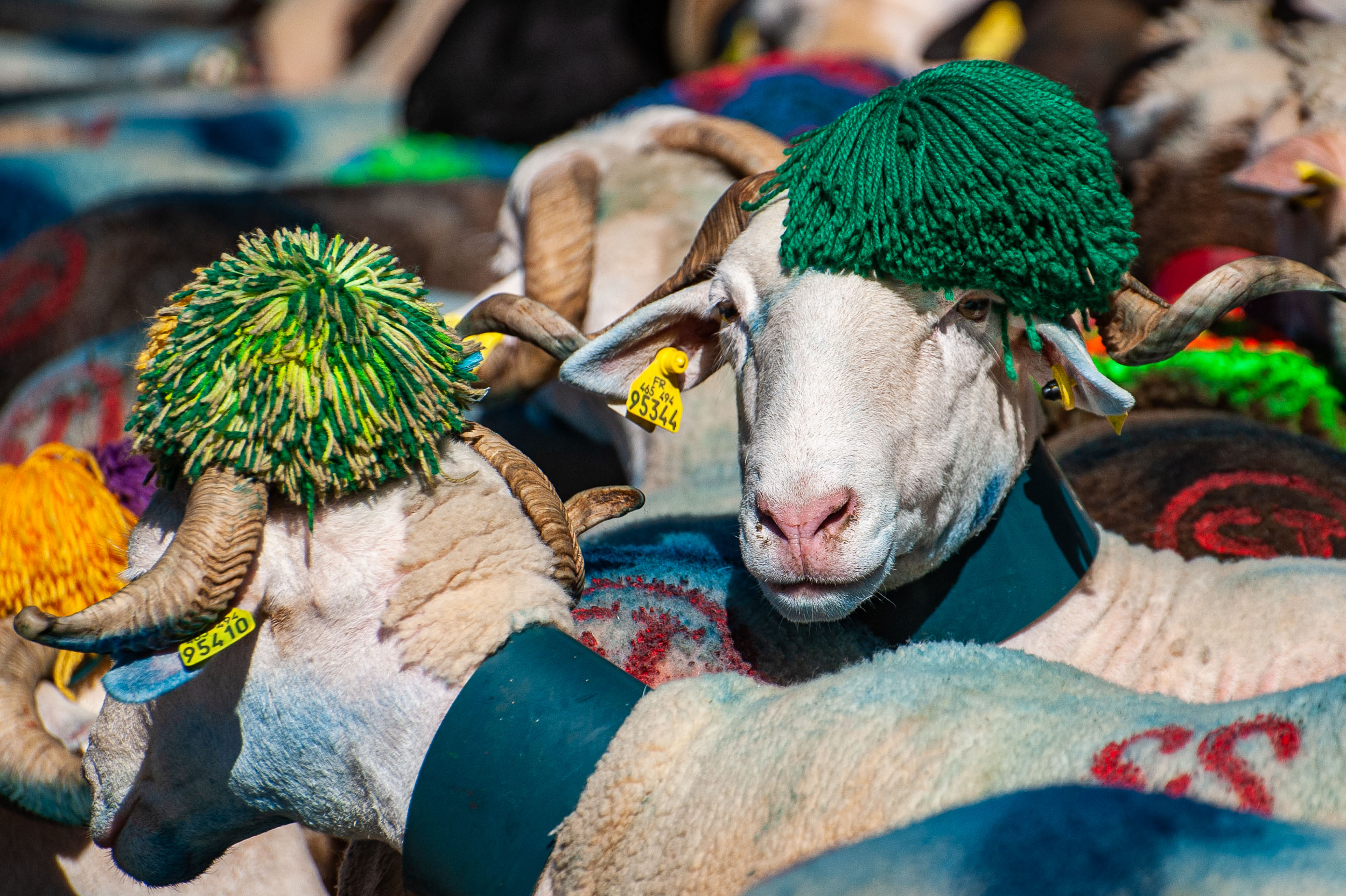 Transhumance Soulan-Laurence FLEURY-6916